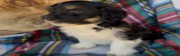 Havanese dogs for sale: Austin - Ad 6