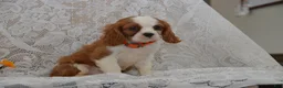 Cavalier King Charles Spaniel dogs for sale: Woodling - Ad 3