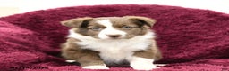 Border Collie dogs for sale: Aspen - Ad 3