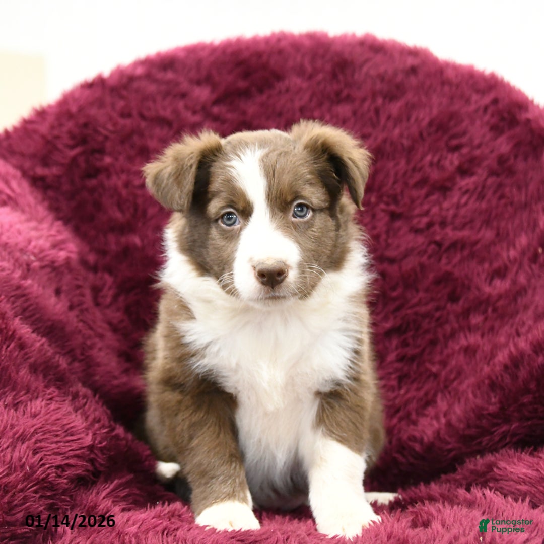 Border Collie dogs for sale: Aspen - Ad 3