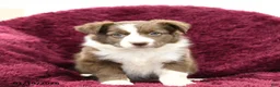 Border Collie dogs for sale: Aspen - Ad 4