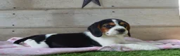 Beagle dogs for sale: Jewel - Ad 4