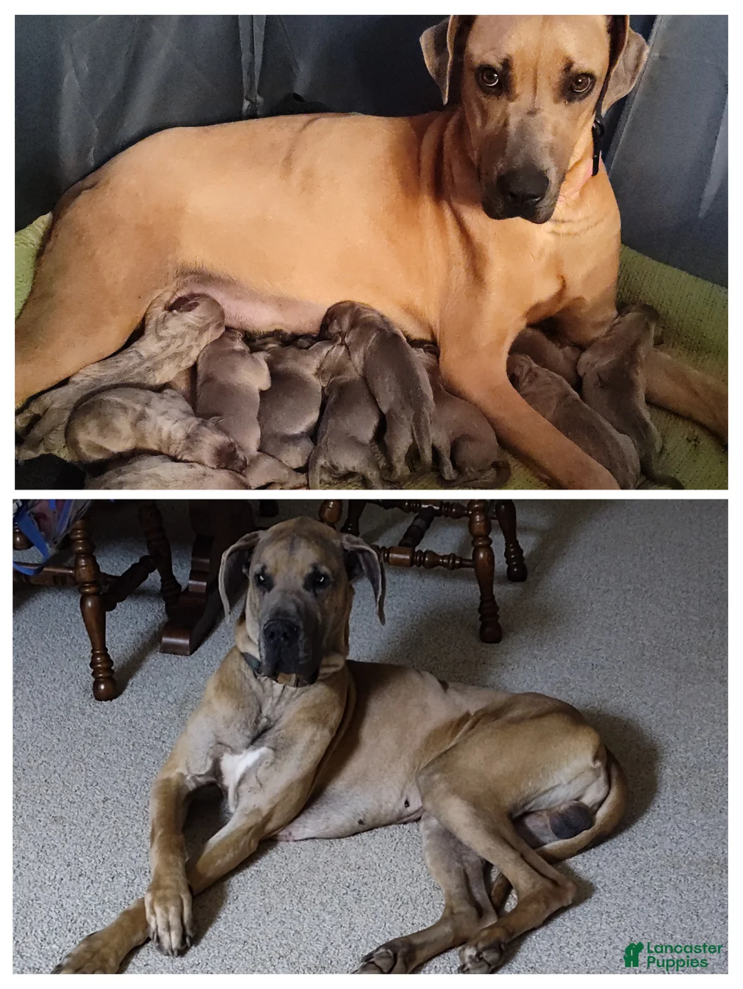 Great Dane dogs for sale: Great Dane Puppy 8 - Ad 2