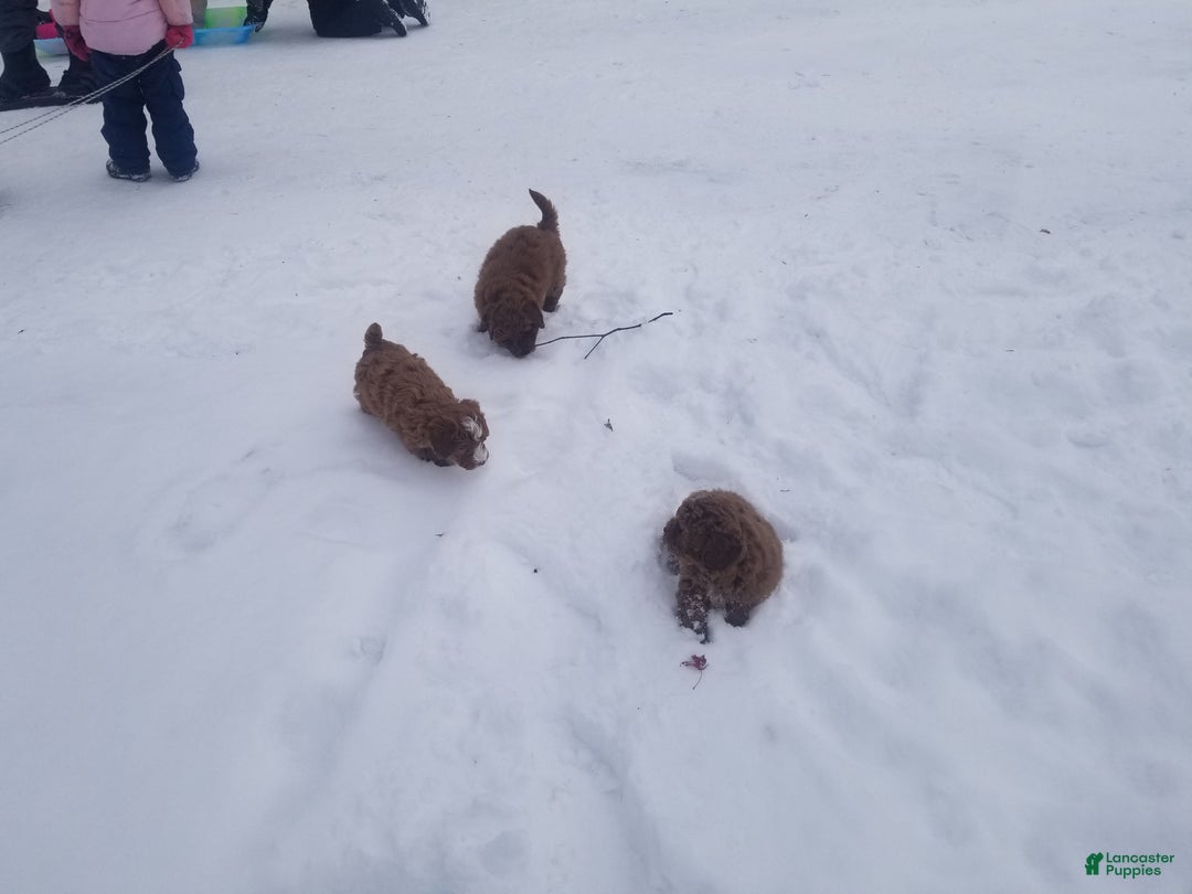 Mini Goldendoodle dogs for sale: Mini Goldendoodle Puppy 1 - Ad 10