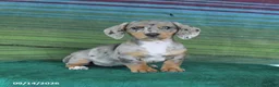 Miniature Dachshund dogs for sale: Rain - Ad 1