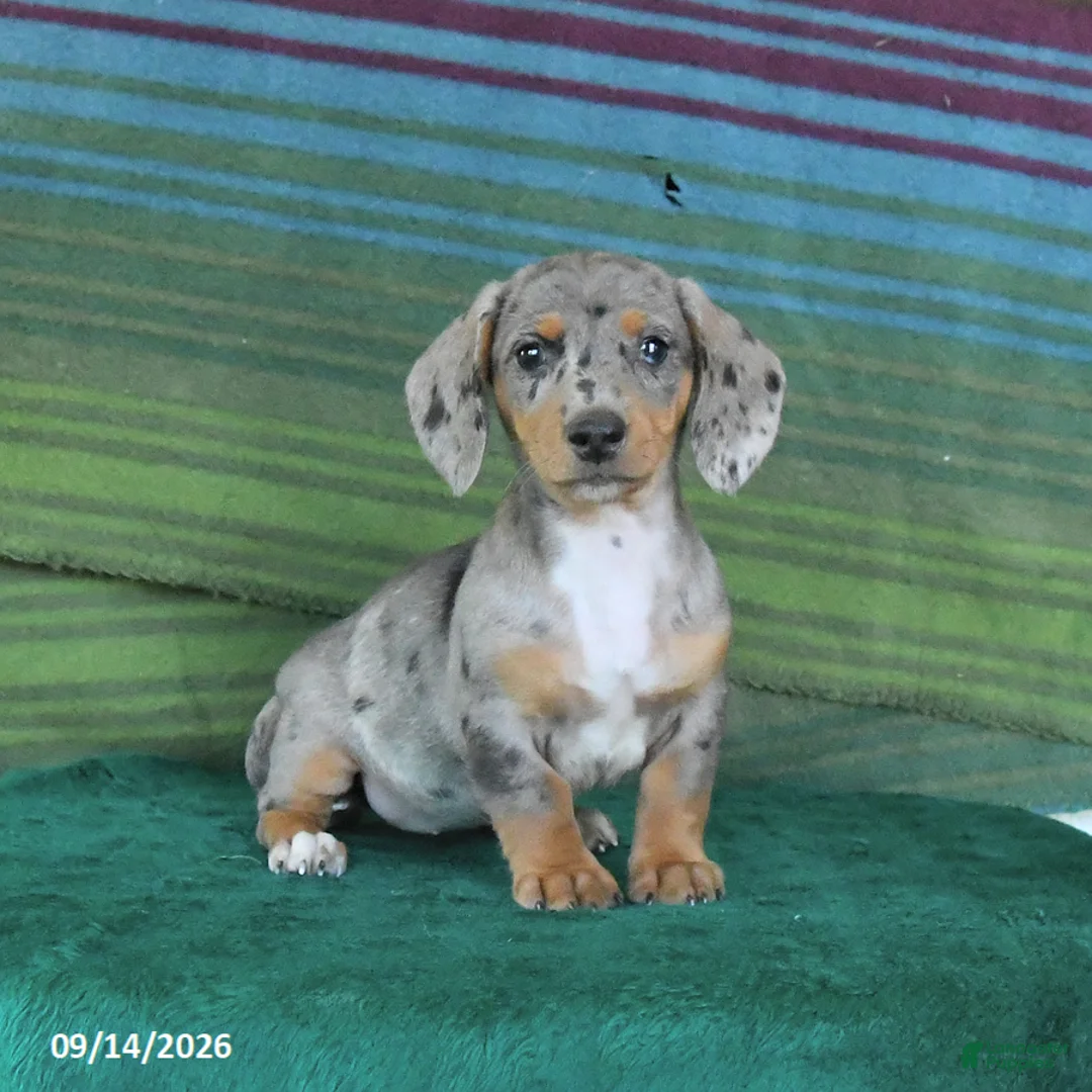 Miniature Dachshund dogs for sale: Rain - Ad 1