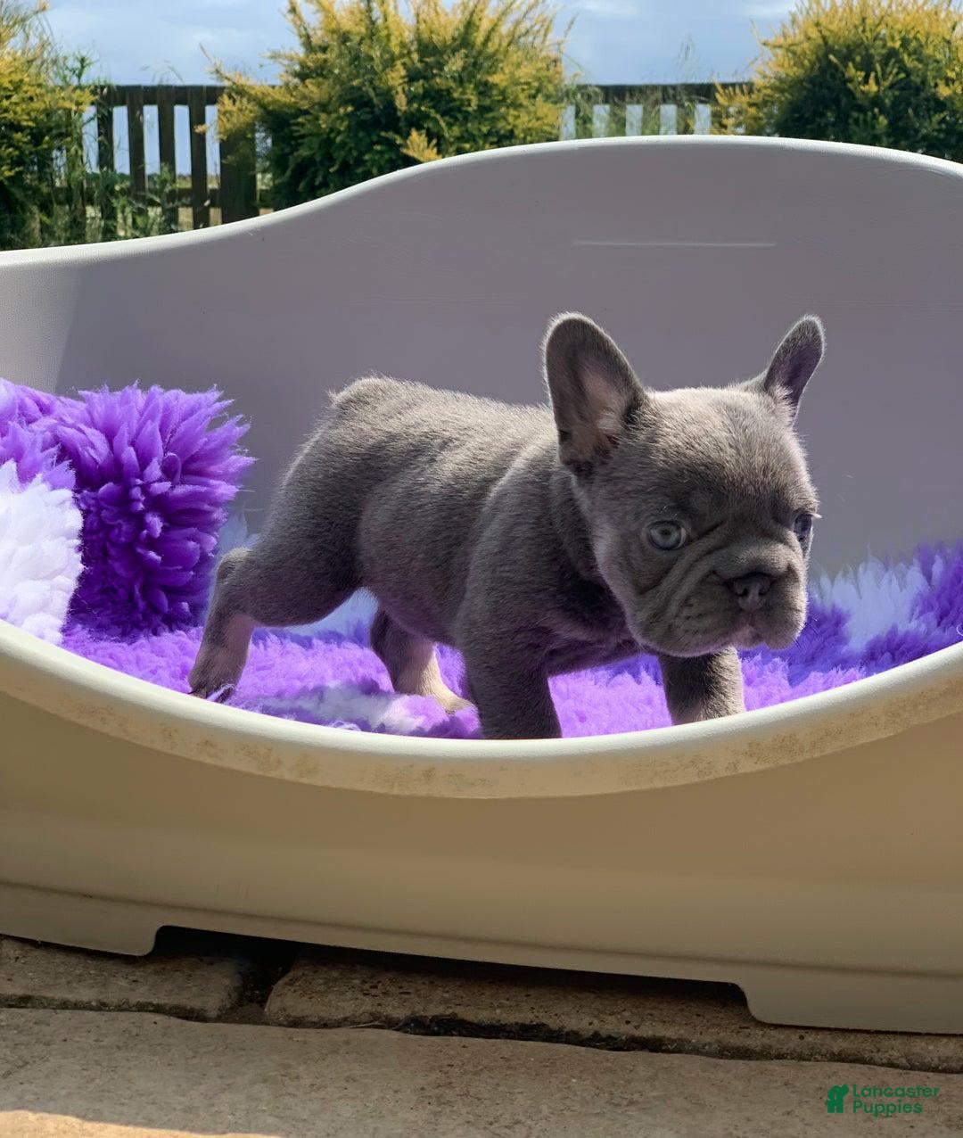 French Bulldog dogs for sale: Lorenzo - Ad 13