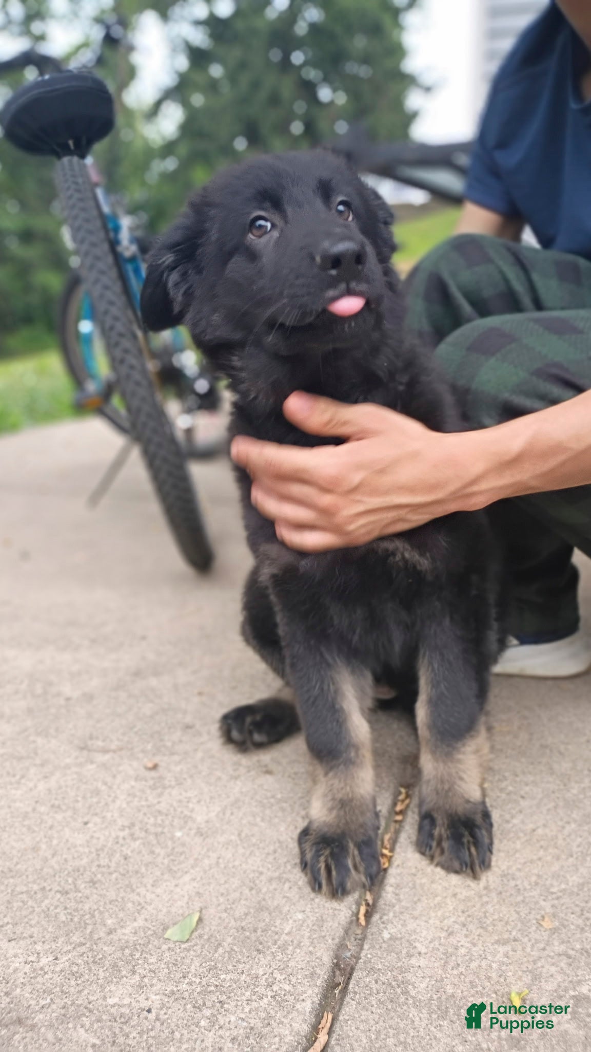 German Shepherd dogs AKC German Shepherd Puppy 5 - Ad 2