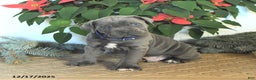 Cane Corso dogs for sale: Frosty - Ad 2