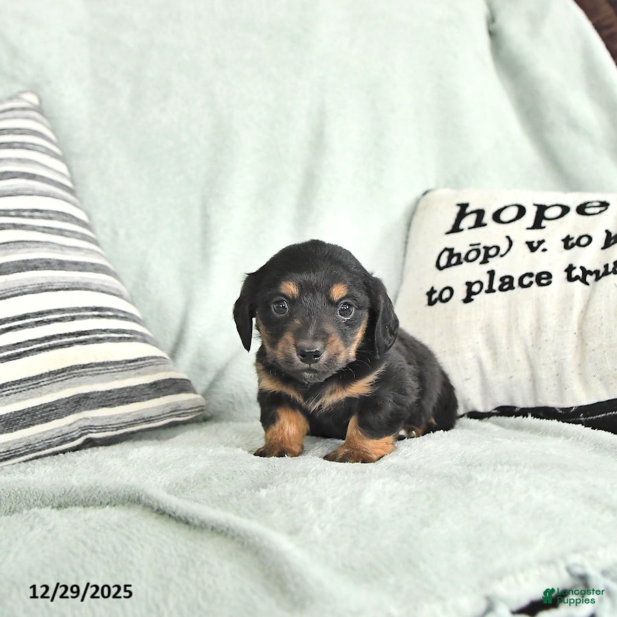 Miniature Dachshund dogs Twinkle - Ad 23