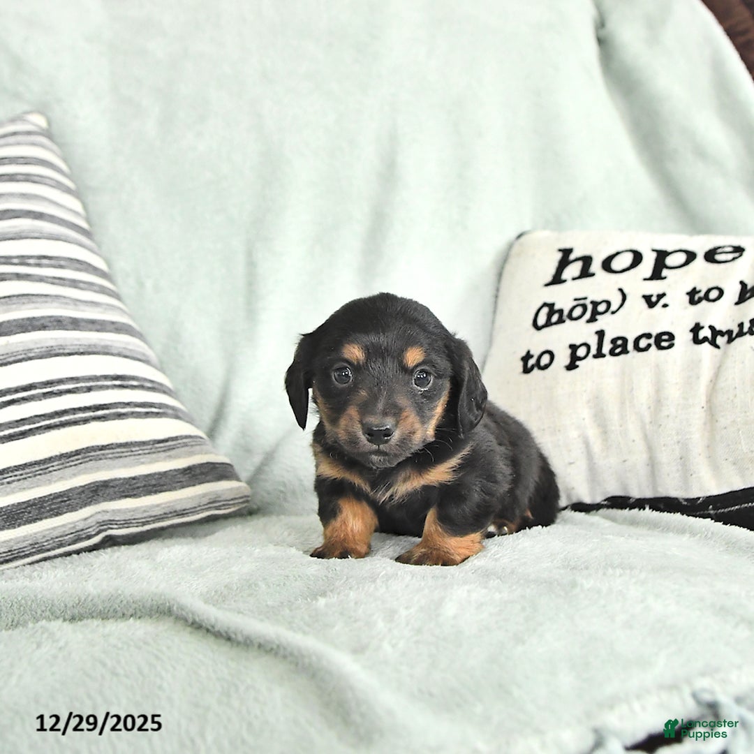 Miniature Dachshund dogs for sale: Twinkle - Ad 1