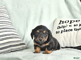 Miniature Dachshund dogs Twinkle - Ad 23