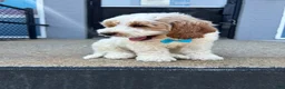 Mini Goldendoodle dogs for sale: Mini Goldendoodle 1 - Ad 2