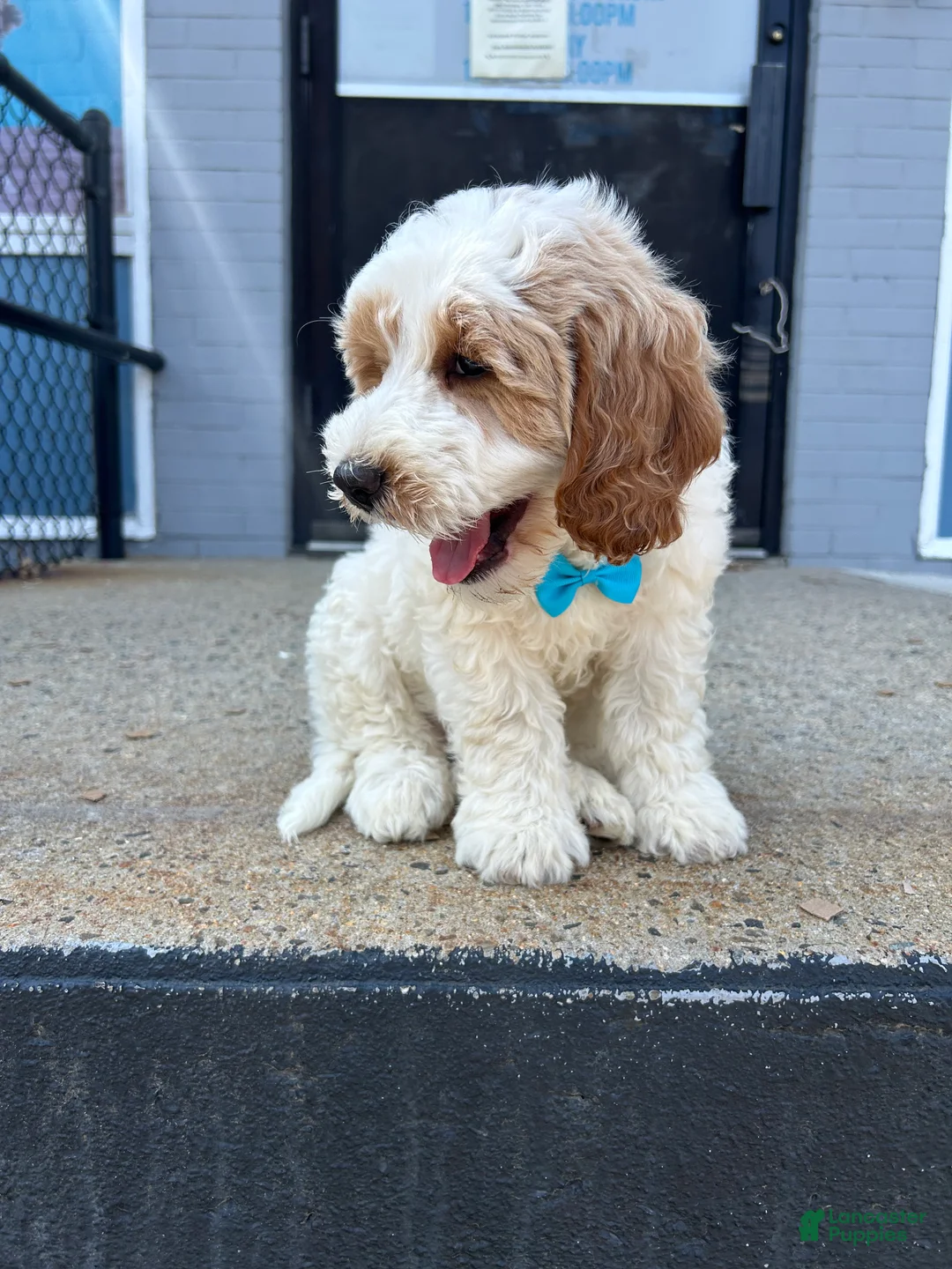 Mini Goldendoodle dogs for sale: Mini Goldendoodle 1 - Ad 2
