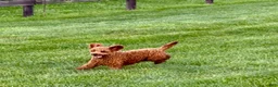 Cavapoo dogs for sale: Charlie - Ad 4
