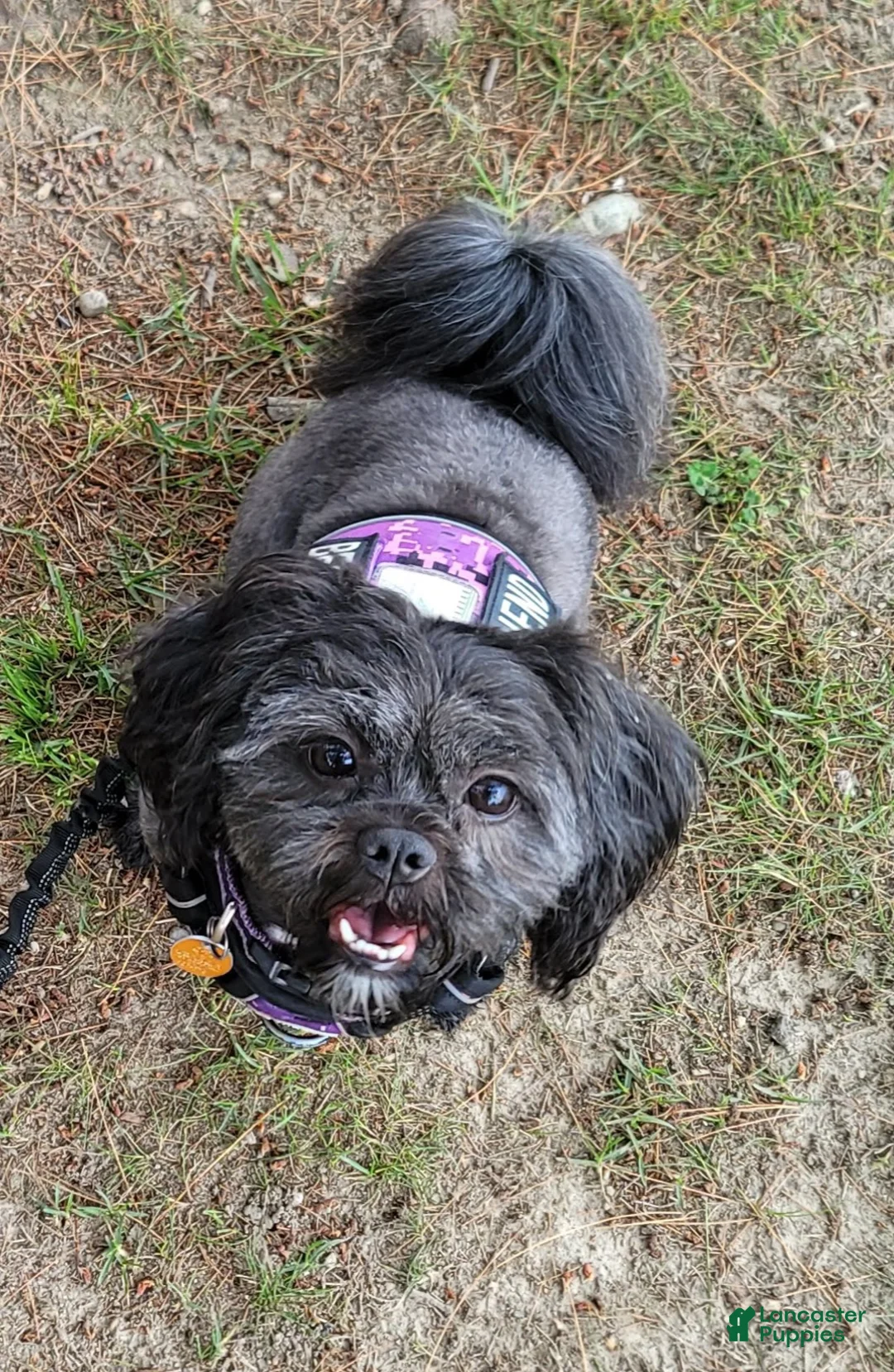 Shihpoo dogs for sale: Shihpoo Puppy 1 - Ad 7