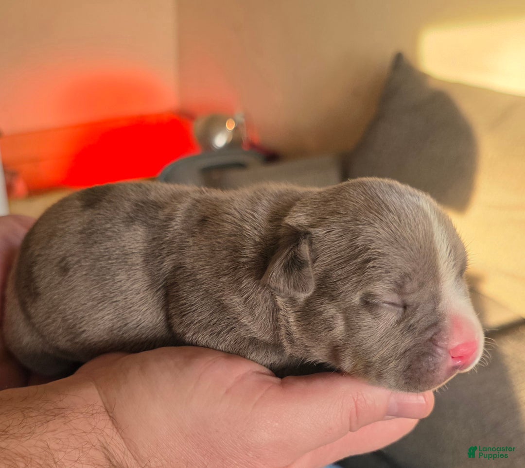 American Bully dogs for sale: Shadow - Ad 1