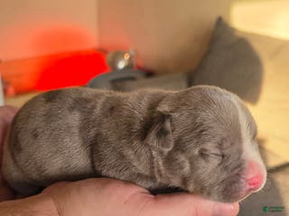 American Bully dogs Shadow - Ad 41