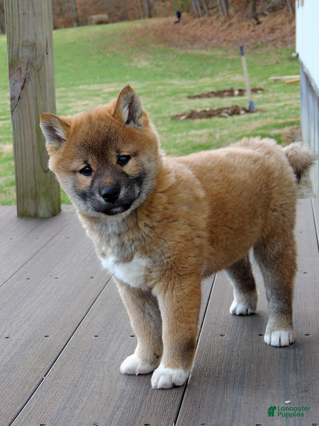 Shiba Inu dogs for sale: BINGO - Ad 7