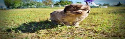 Havapoo dogs for sale: Picasso - Ad 12