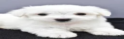 Maltese dogs for sale: Milo - Ad 7
