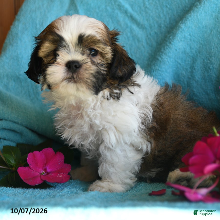 Shih Tzu dogs Ariel - Ad 2