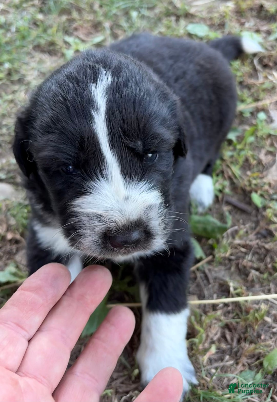 Mixed Breed dogs for sale: Thing - Ad 18