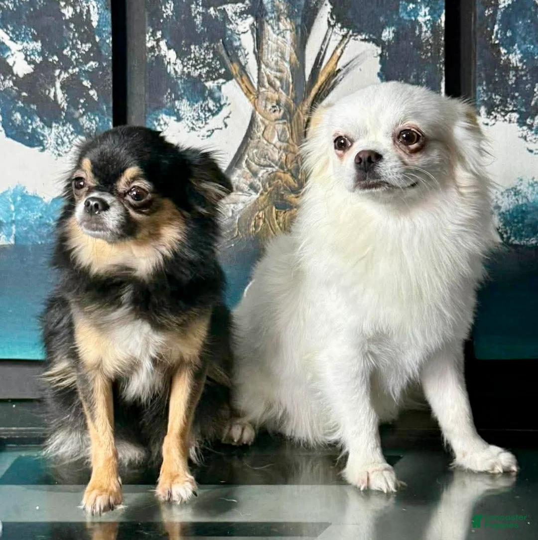 Chihuahua dogs for sale: Black tri - Ad 6