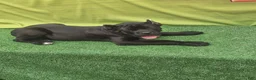 Cane Corso dogs for sale: MELLO - Ad 10