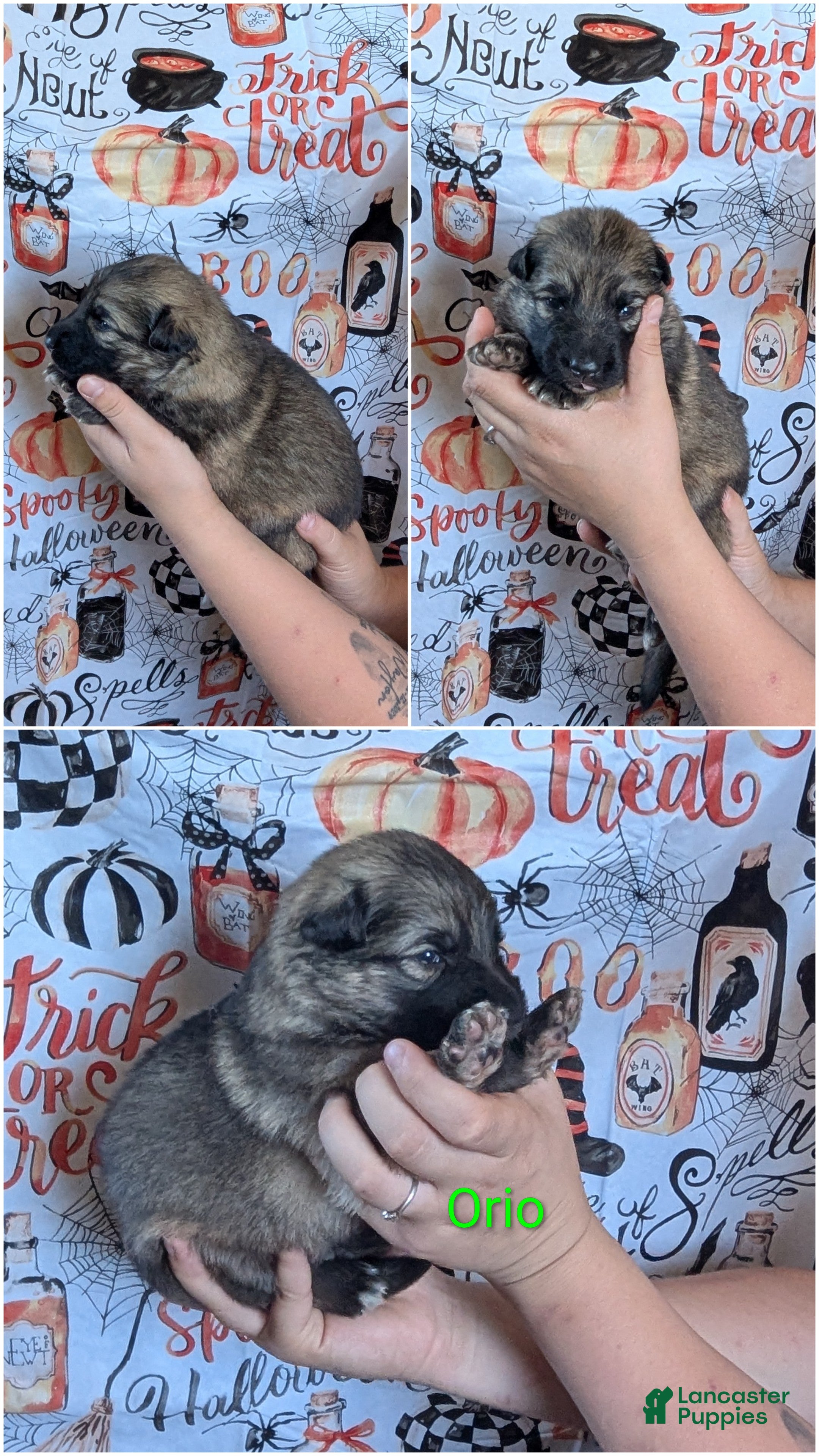German Shepherd dogs Orio - Ad 25