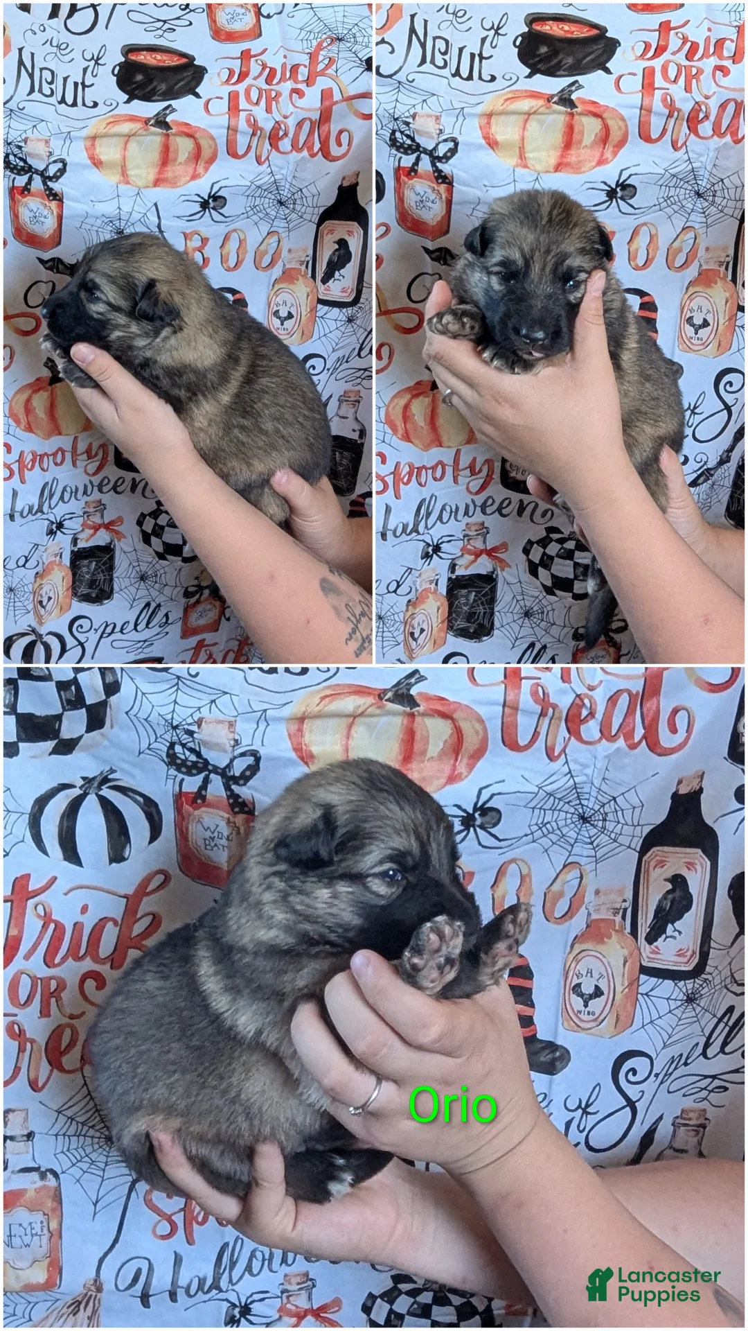 German Shepherd dogs for sale: Orio - Ad 1