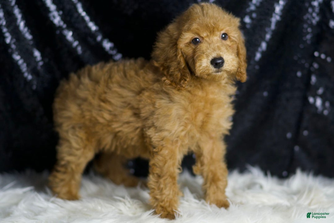 Mini Goldendoodle dogs for sale: Captain - Ad 2