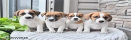 Jack Russell Terrier dogs for sale: Banjo - Ad 5