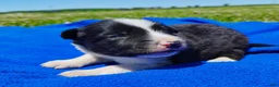 Border Collie dogs for sale: Finnley  - Ad 19