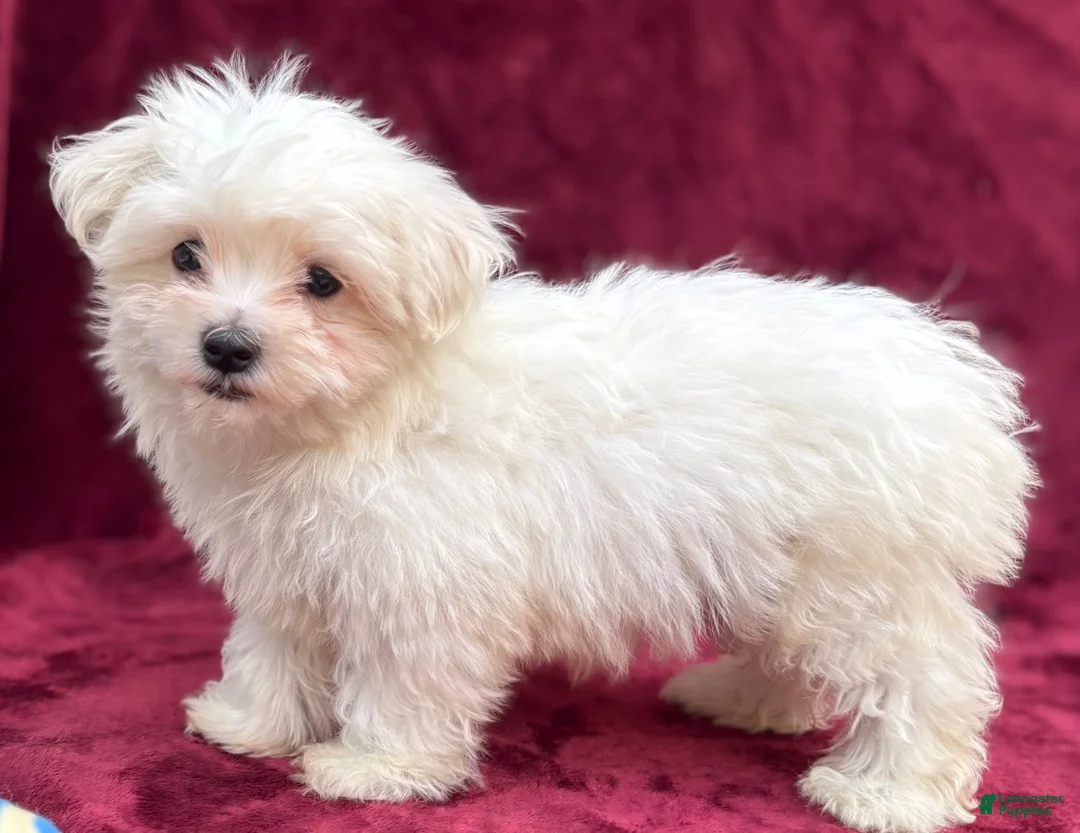 Maltese dogs for sale: Maltese 1 - Ad 6