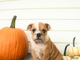 English Bulldog dogs - Ad 13