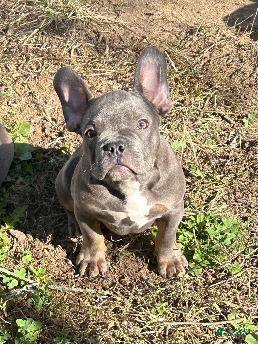 French Bulldog dogs for sale: French Bulldog Puppy 1 - Ad 1