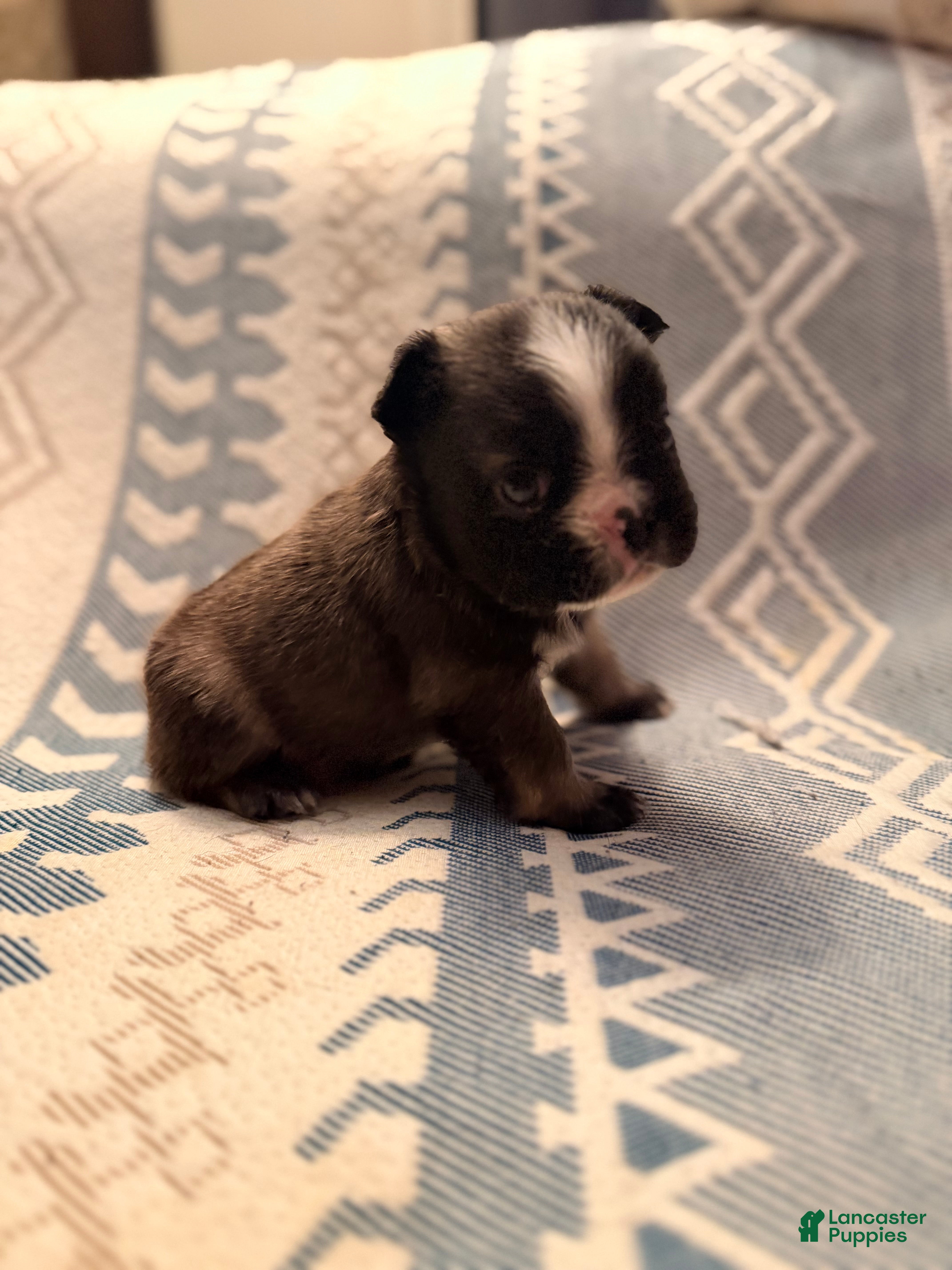 French Bulldog dogs Stan - Ad 2