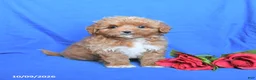 Shihpoo dogs for sale: Seth - Ad 2