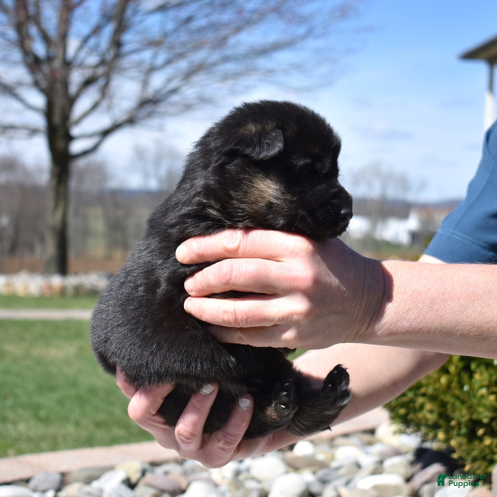 German Shepherd dogs Thor - Ad 2