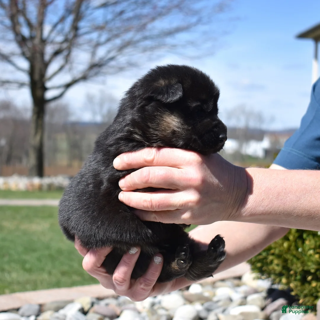 German Shepherd dogs for sale: Thor - Ad 2