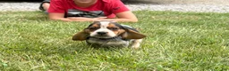 Beagle dogs for sale: Female purple collar summer 2026 - Ad 12