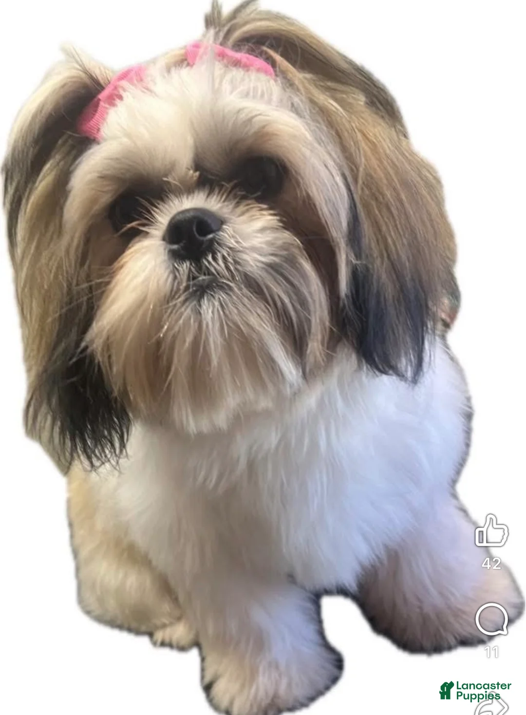 Shih Tzu dogs for sale: Shih Tzu Puppy 5 - Ad 2