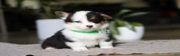 Welsh Corgi Pembroke dogs for sale: Benji - Ad 4