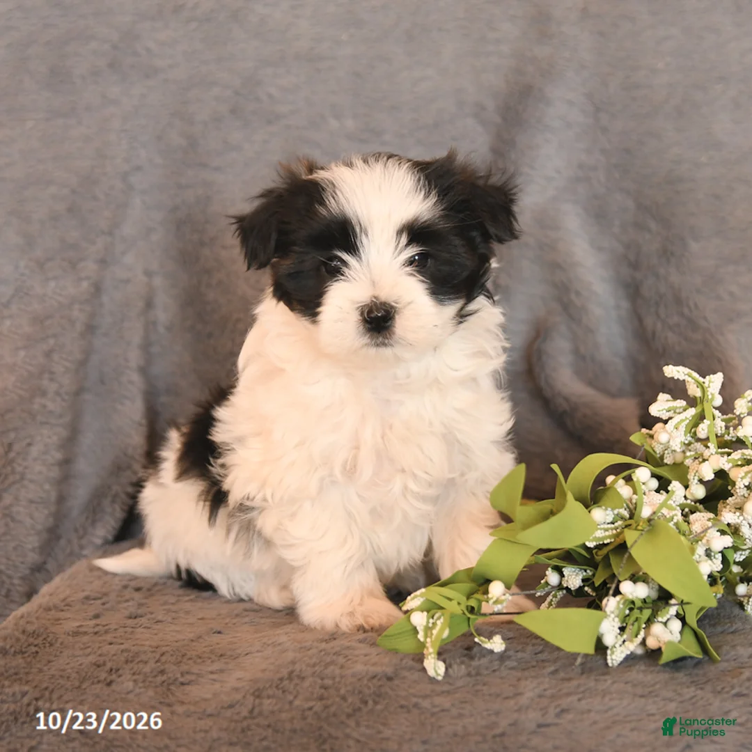Morkie dogs for sale: Sophie - Ad 1