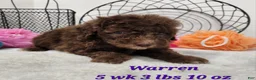 Mini Aussiedoodle dogs for sale: Mini Aussiedoodle Warren - Ad 1