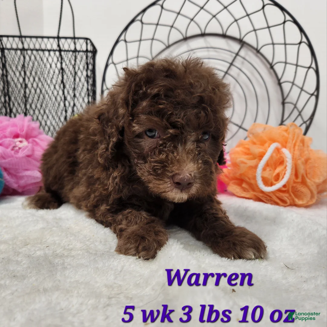 Mini Aussiedoodle dogs for sale: Mini Aussiedoodle Warren - Ad 1