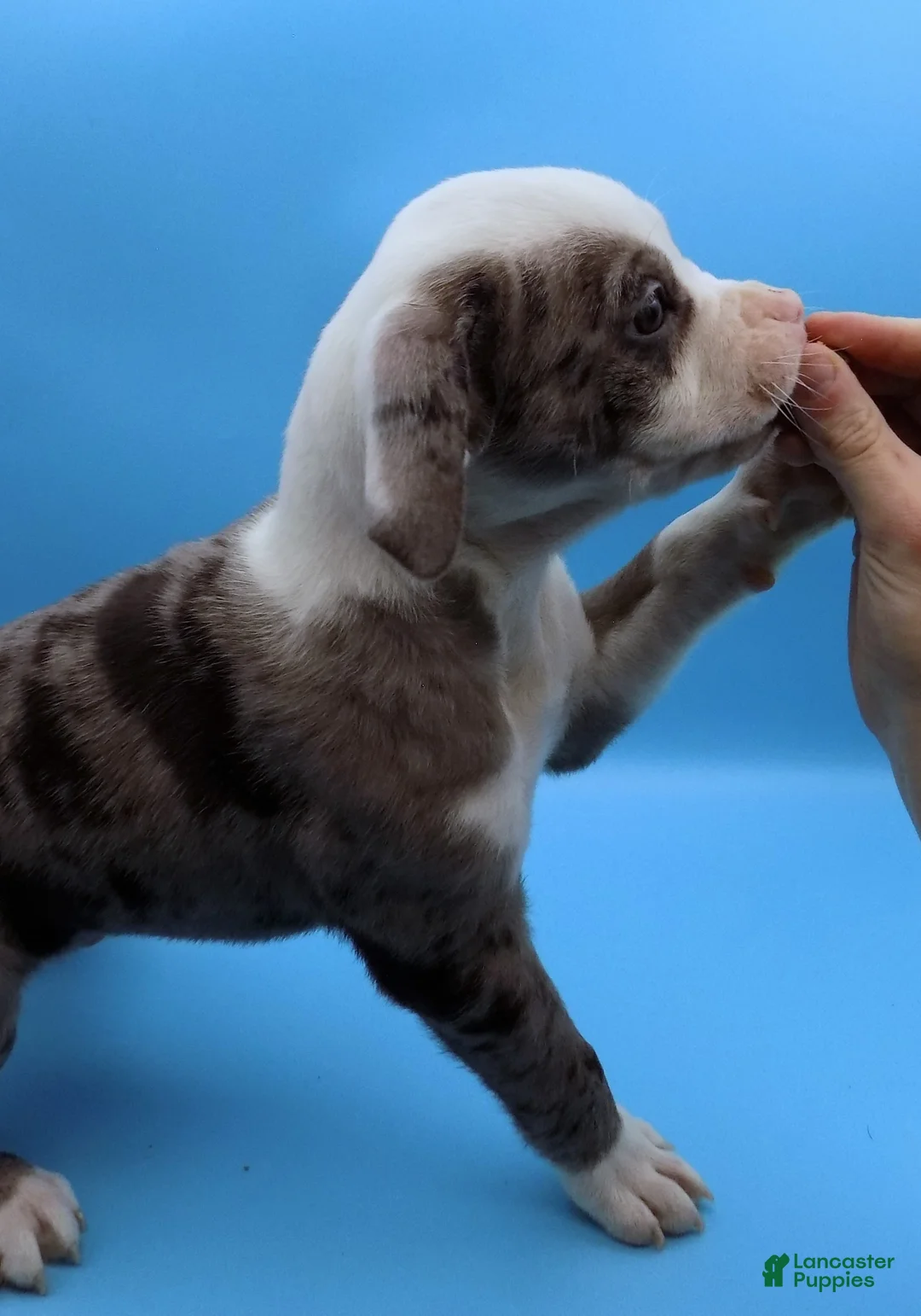 Mixed Breed dogs for sale: Zuko - Ad 6