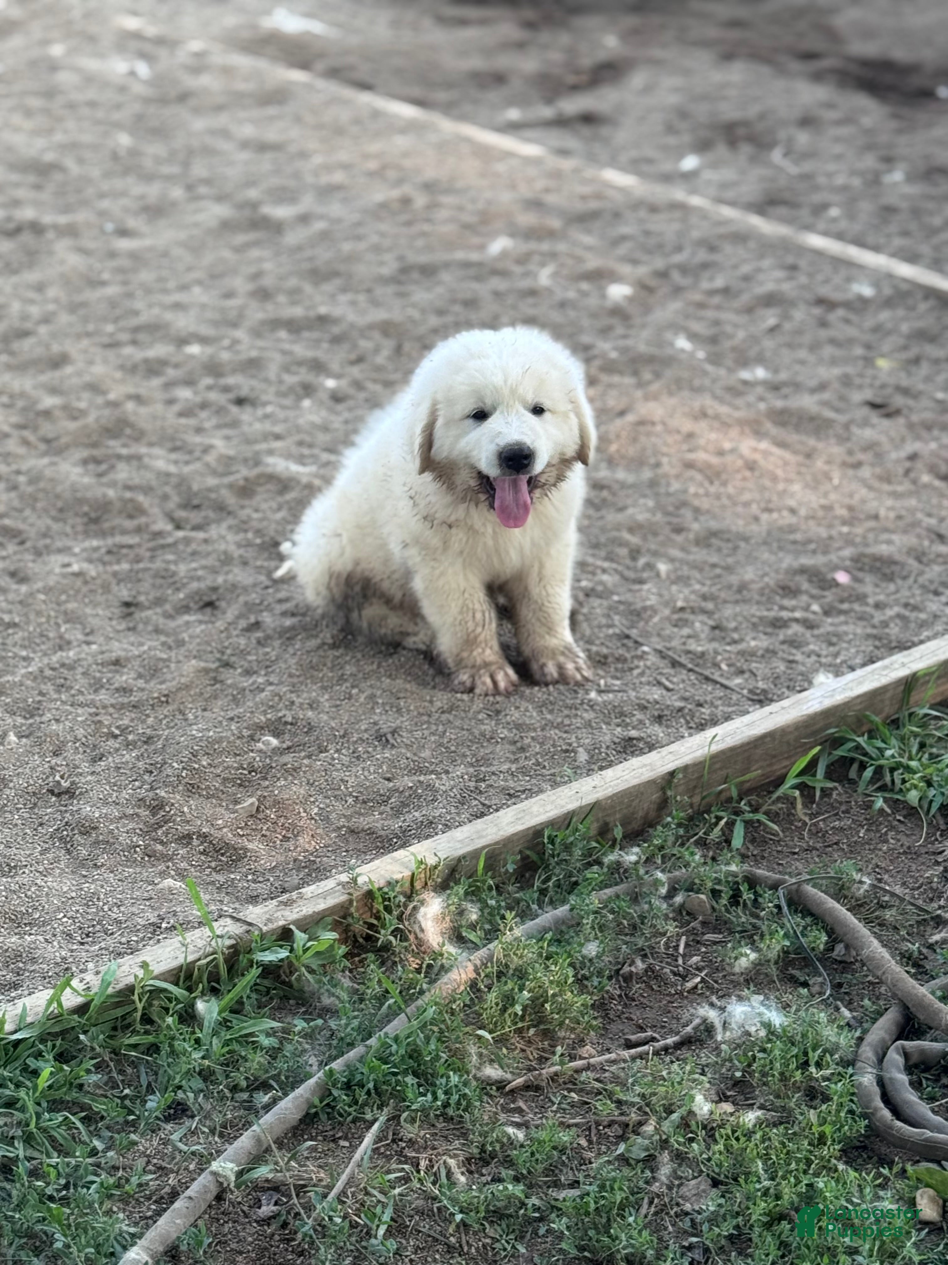 Great Pyrenees dogs Great Pyrenees 4 - Ad 25