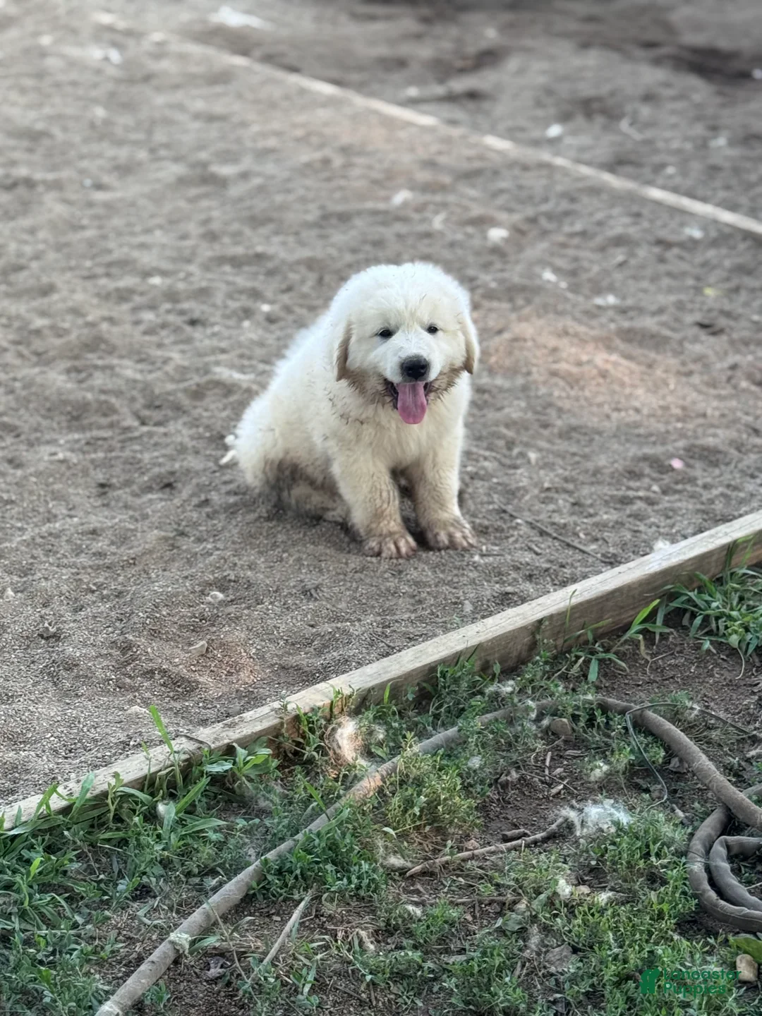 Great Pyrenees dogs for sale: Great Pyrenees 4 - Ad 1